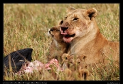  Lioness with cubs � J. Zinn