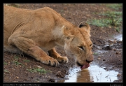  Lioness � J. Zinn