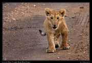  Lion cub � J. Zinn