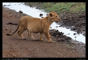  Lion cub � J. Zinn