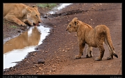  Lion cub � J. Zinn