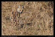  Serval � J. Zinn
