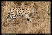  Serval � J. Zinn