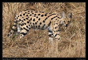  Serval � J. Zinn