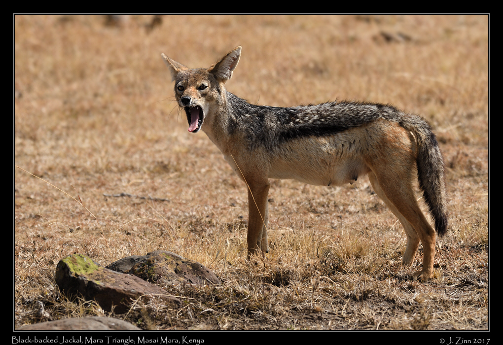 black_backed_jackal_2070a
