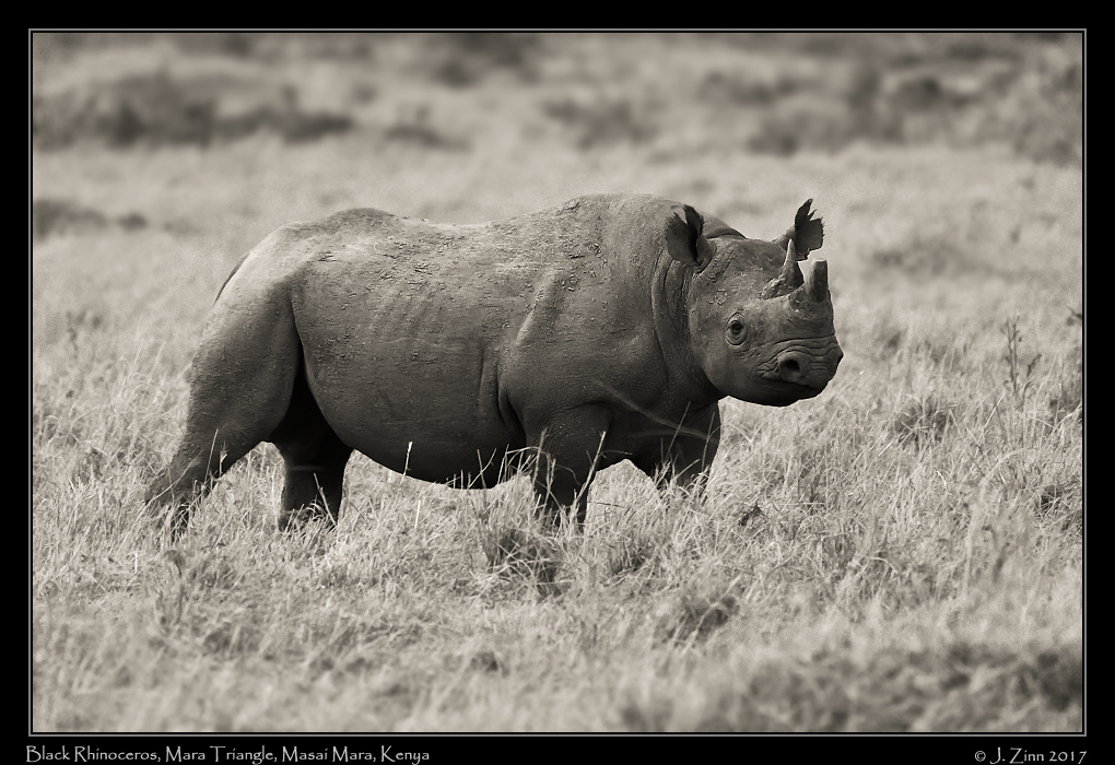 black_rhino_2487a