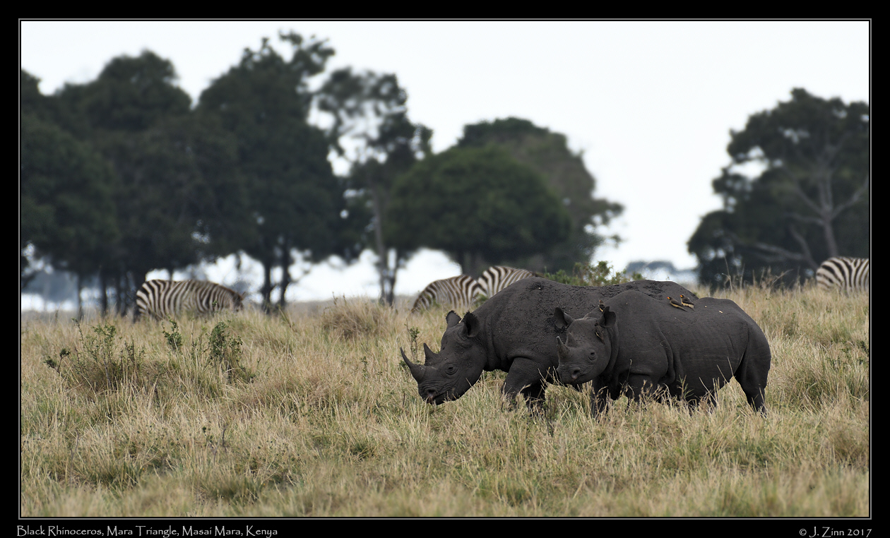 black_rhino_4933a