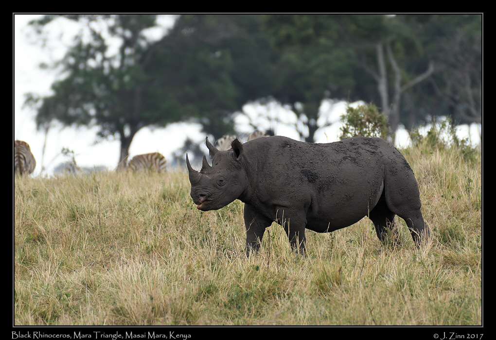 black_rhino_4946a