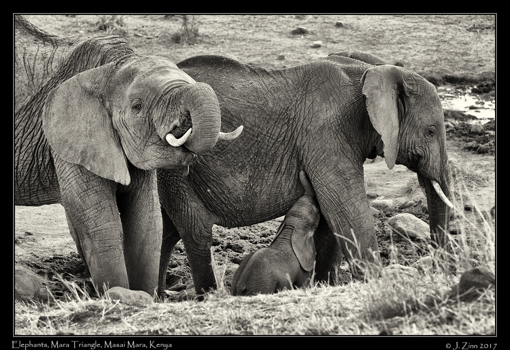 elephant_0762sfxa