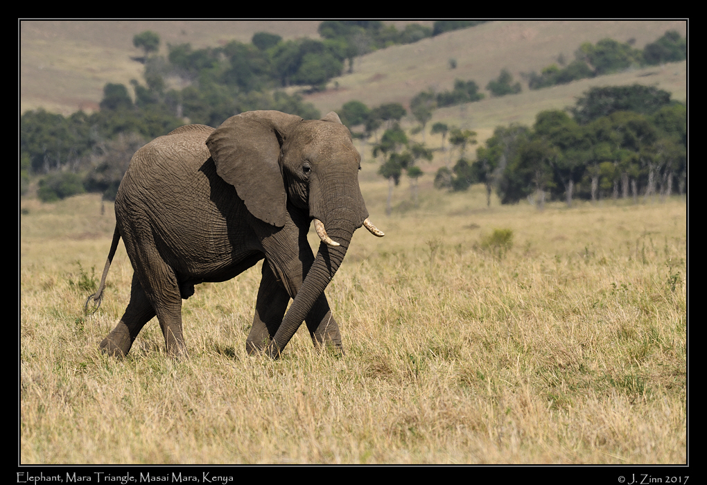 elephant_2612a
