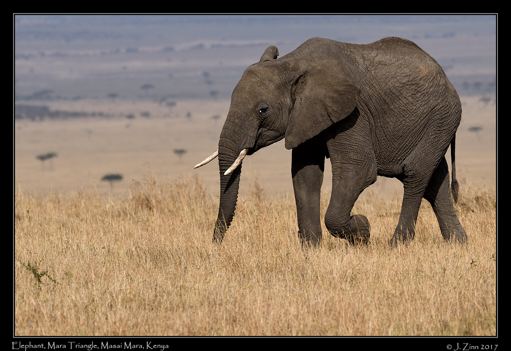 elephant_3142b