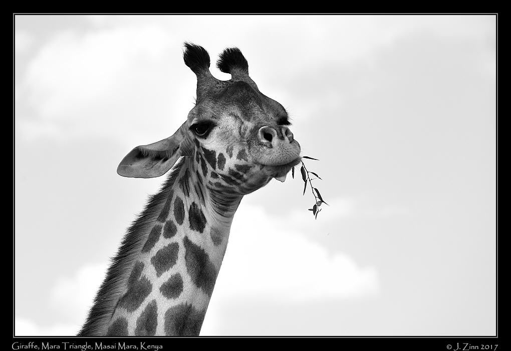 giraffe_0730bwa