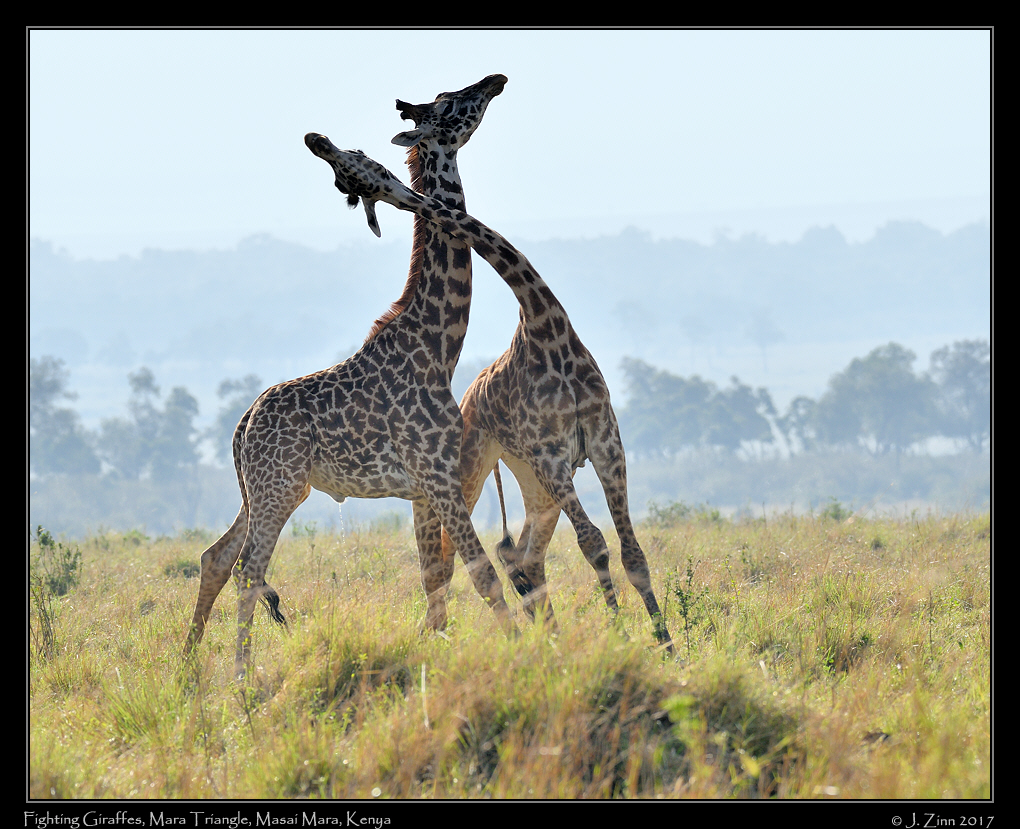 giraffes_3904a