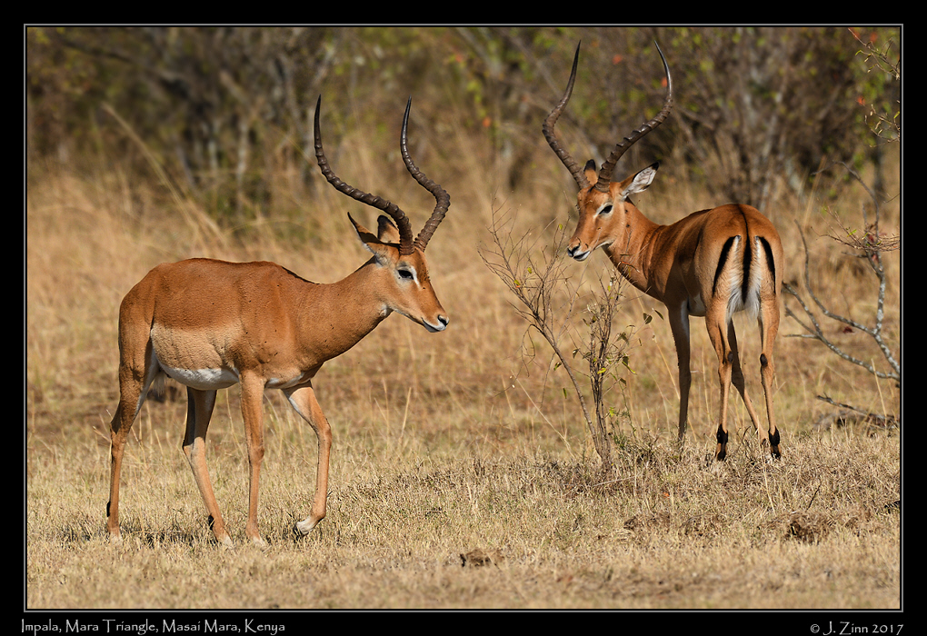 impala_1944a