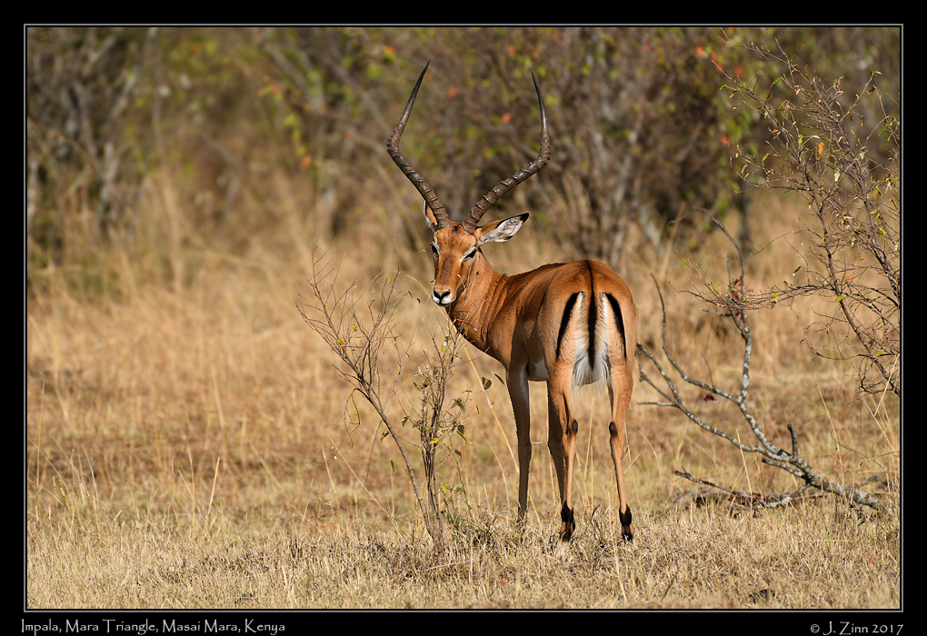 impala_1946a