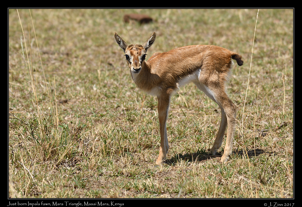 impala_fawn_2091a