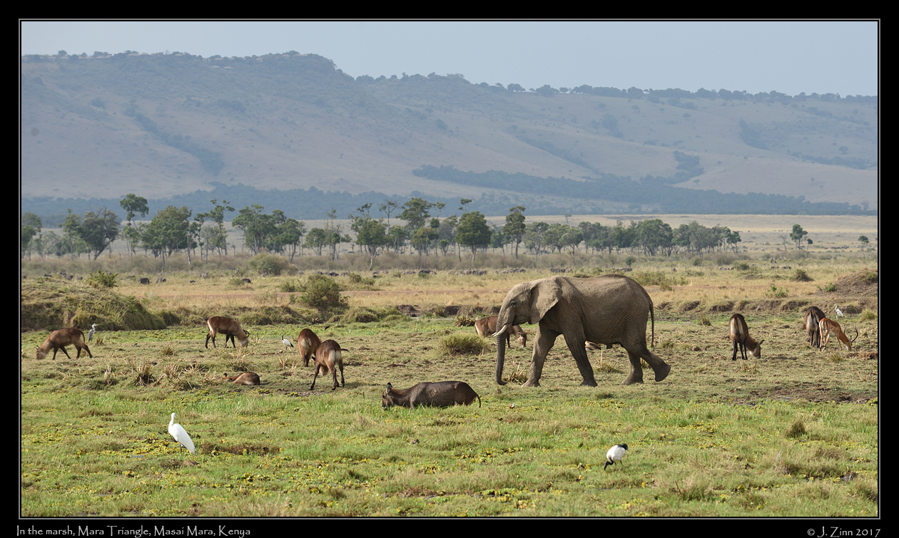 marsh_0940a