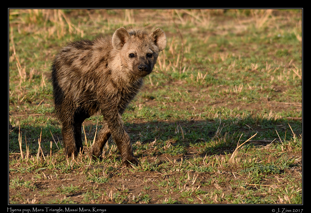 spotted_hyena_3066a