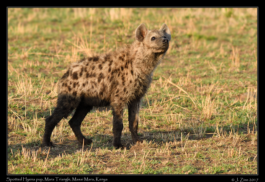spotted_hyena_3084a