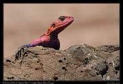  Red-headed Rock Agama � J. Zinn