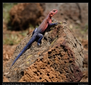  Red-headed Rock Agama � J. Zinn