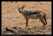  Black-backed Jackal  � J. Zinn