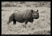  Black Rhinoceros � J. Zinn