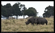  Black Rhinoceros � J. Zinn