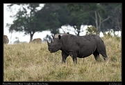  Black Rhinoceros � J. Zinn
