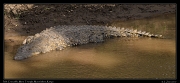  Nile Crocodile  � J. Zinn