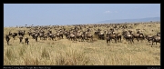  Wildebeest after crossing  � J. Zinn