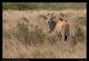  Common Eland  � J. Zinn