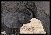  Young elephant � J. Zinn
