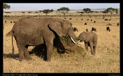  Elephants  � J. Zinn