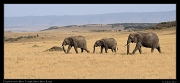  Elephant march � J. Zinn