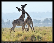  Sparring giraffes  � J. Zinn