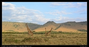  Giraffes � J. Zinn