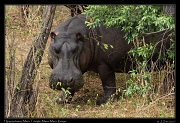  Hippo � J. Zinn