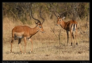  Impala � J. Zinn