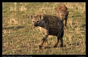  Spotted Hyenas � J. Zinn
