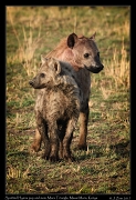  Spotted Hyena pup and mom � J. Zinn