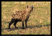  Spotted Hyena pup � J. Zinn
