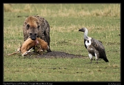  Spotted Hyena with kill � J. Zinn