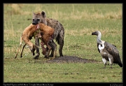  Spotted Hyena with kill � J. Zinn
