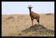  Topi on the lookout � J. Zinn