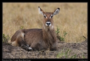  Waterbuck � J. Zinn