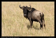  Wildebeest  � J. Zinn