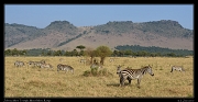  Zebra  � J. Zinn