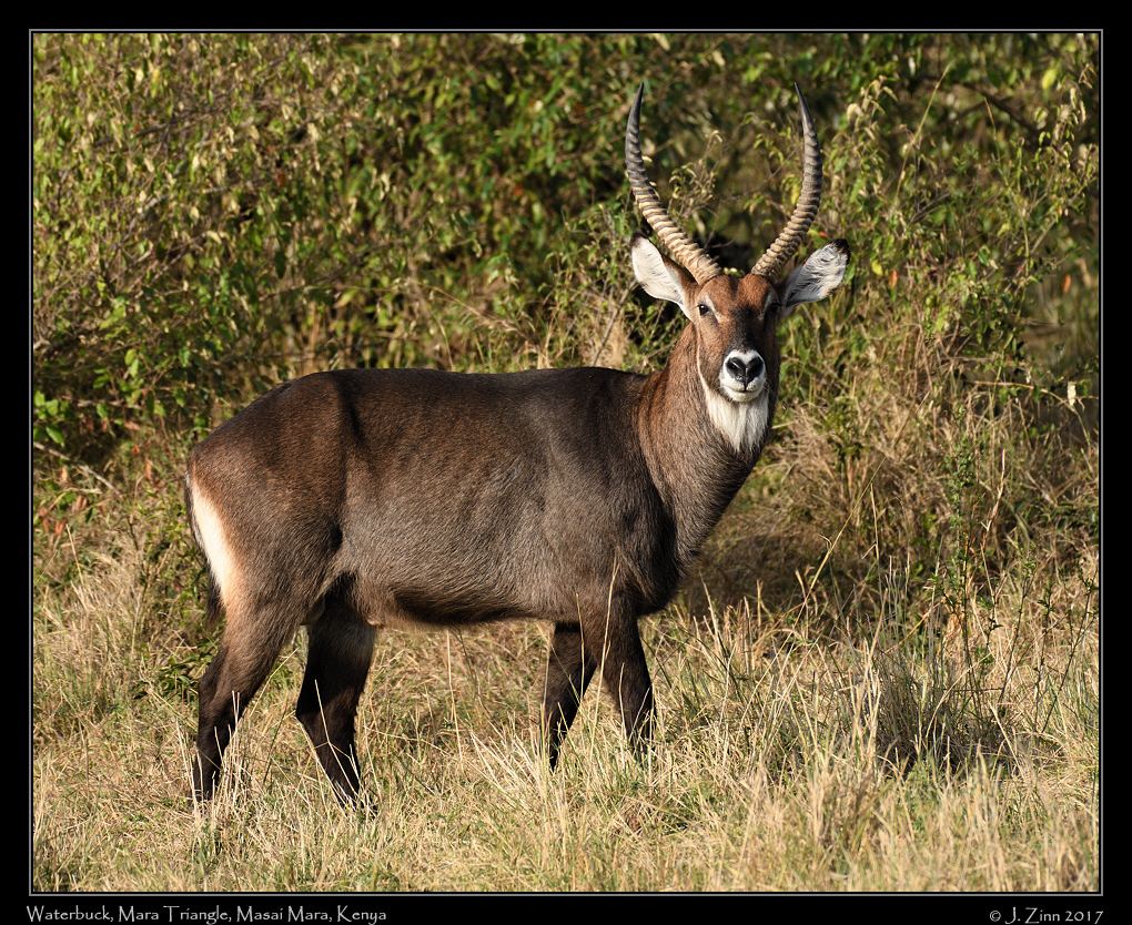 waterbuck_3888a