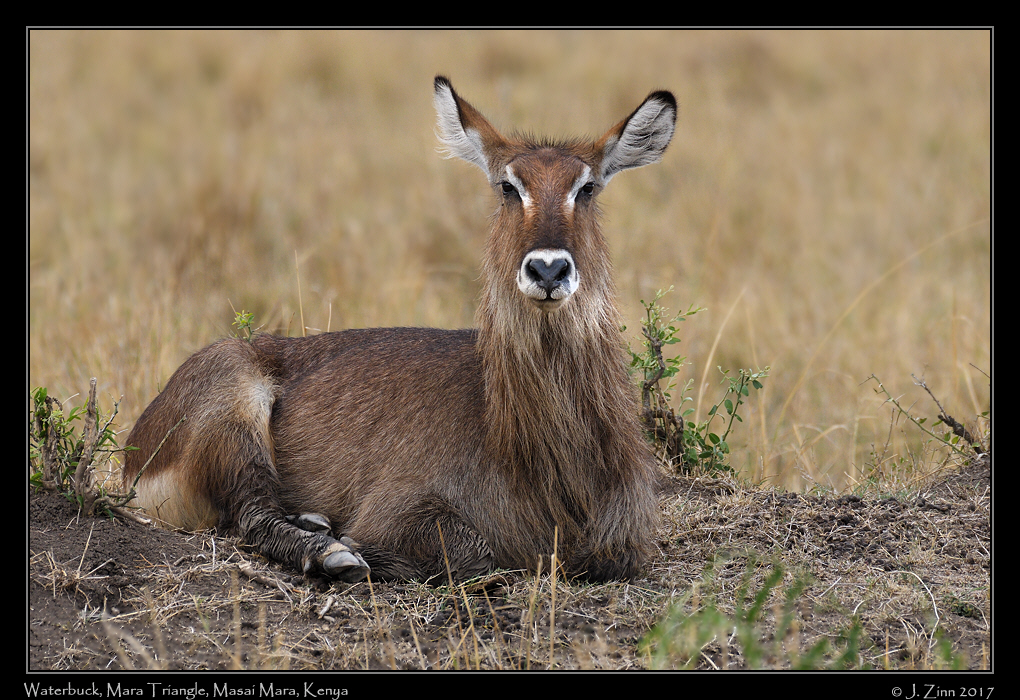 waterbuck_4755a